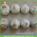 Wholesale Good Price And Top Quality Fresh Normal White&Pure White Garlic Mesh Bag In Carton